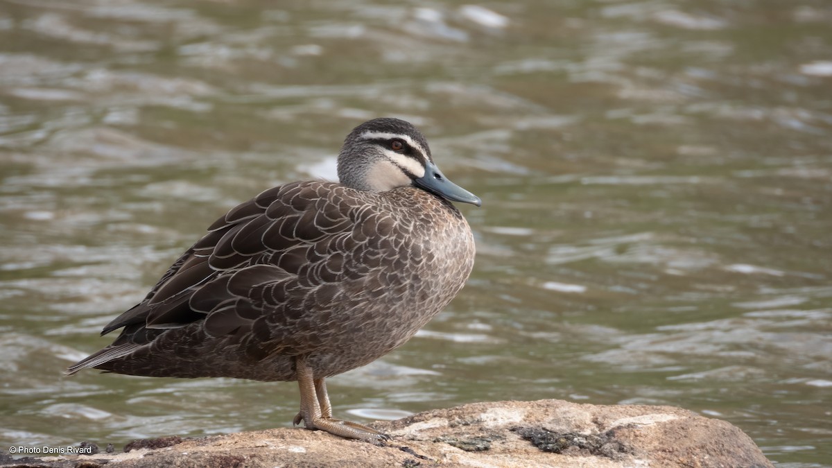 Pacific Black Duck - ML646594229