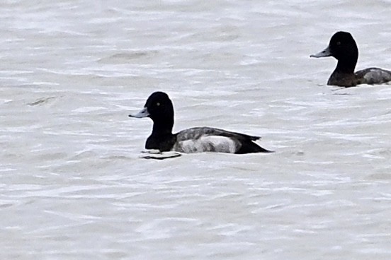 polák vlnkovaný - ML646594230