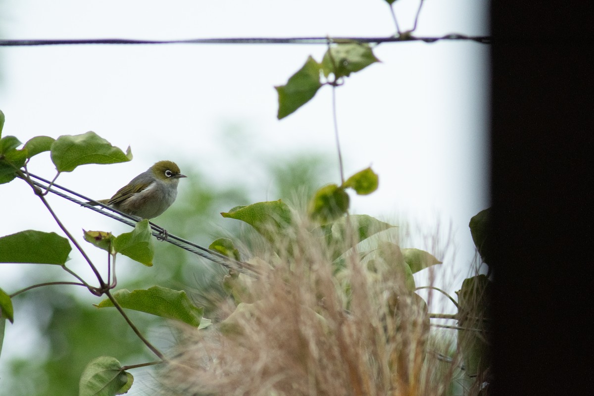 Silvereye - ML646594231