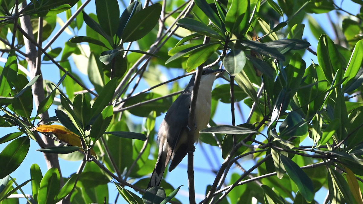 Мангровая пиайя - ML646594232