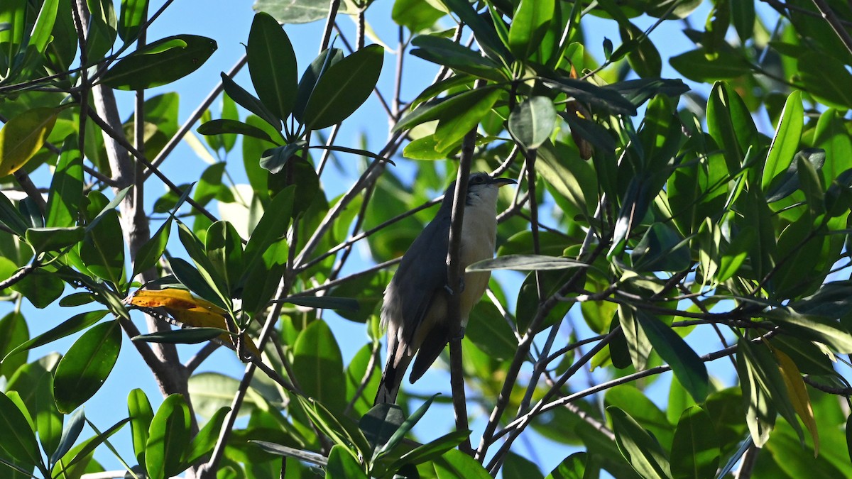 Мангровая пиайя - ML646594236