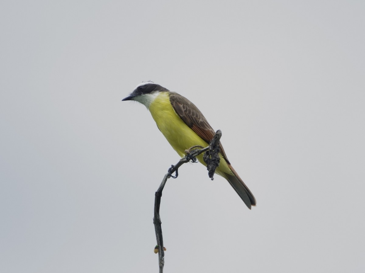 Пітанга велика - ML646594237