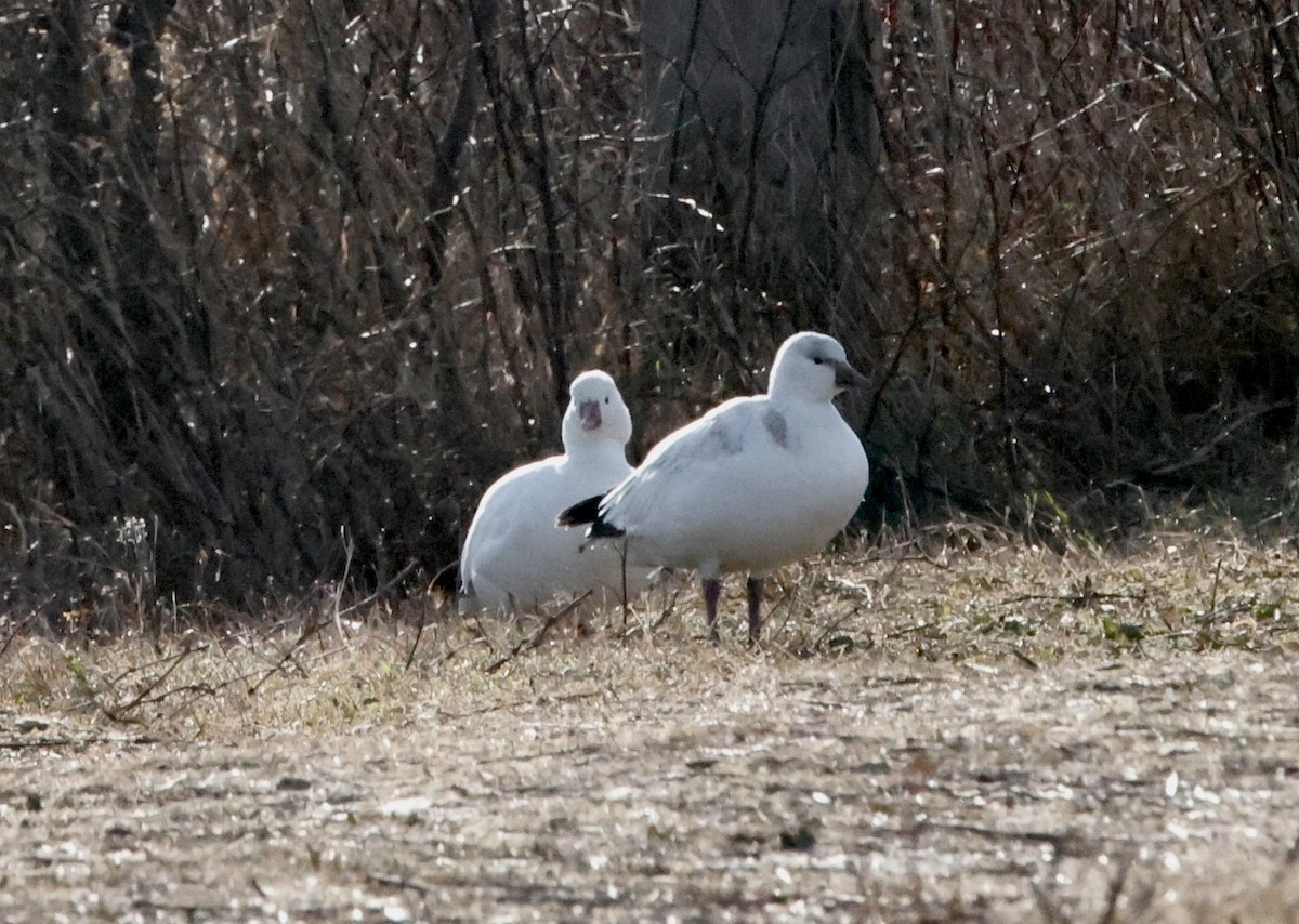 Ross's Goose - ML646594239