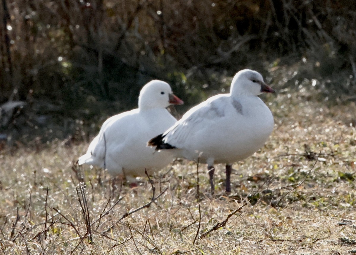 Ross's Goose - ML646594240