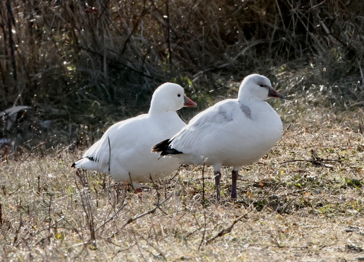 Ross's Goose - ML646594241