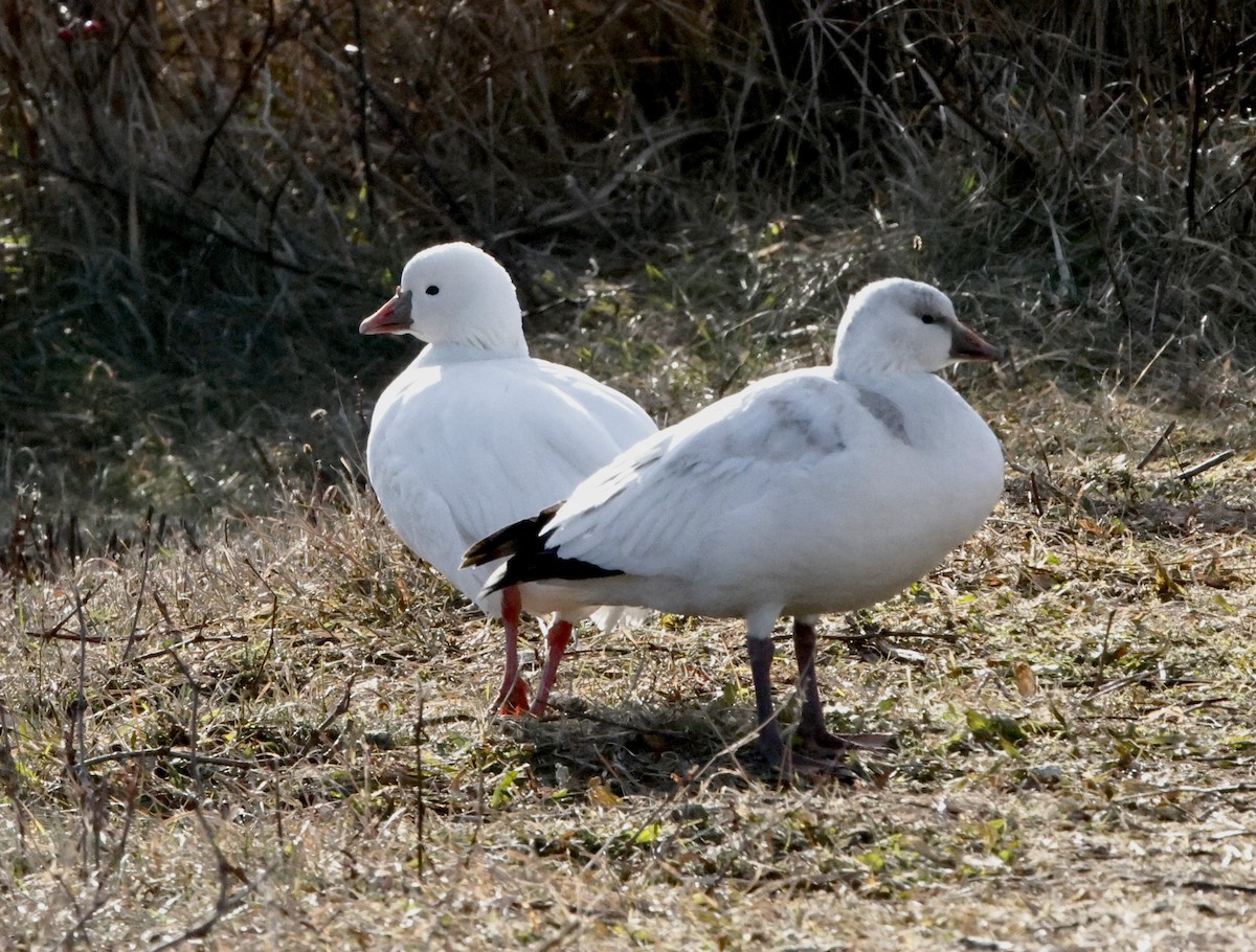 Ross's Goose - ML646594242