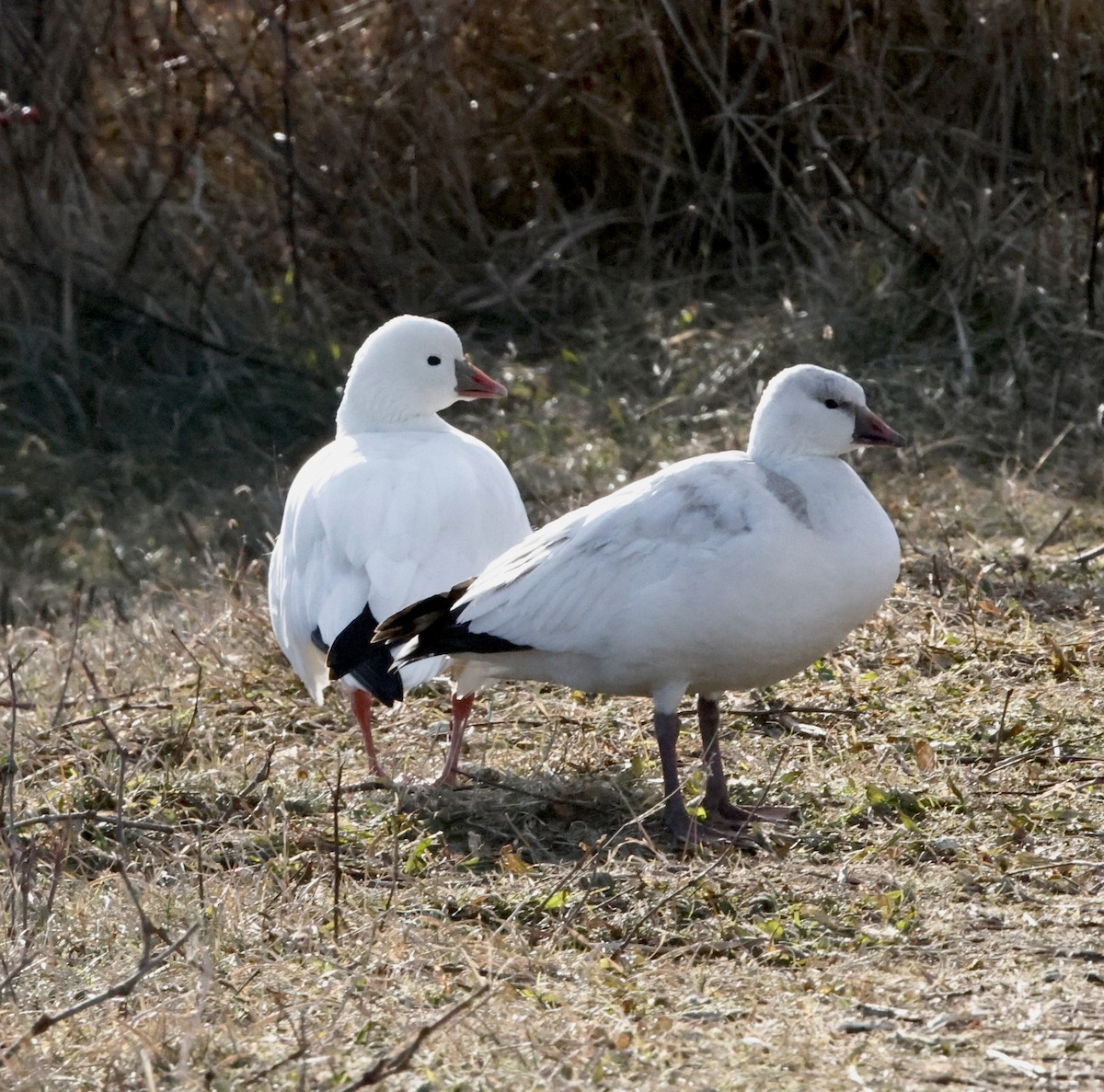 Ross's Goose - ML646594243