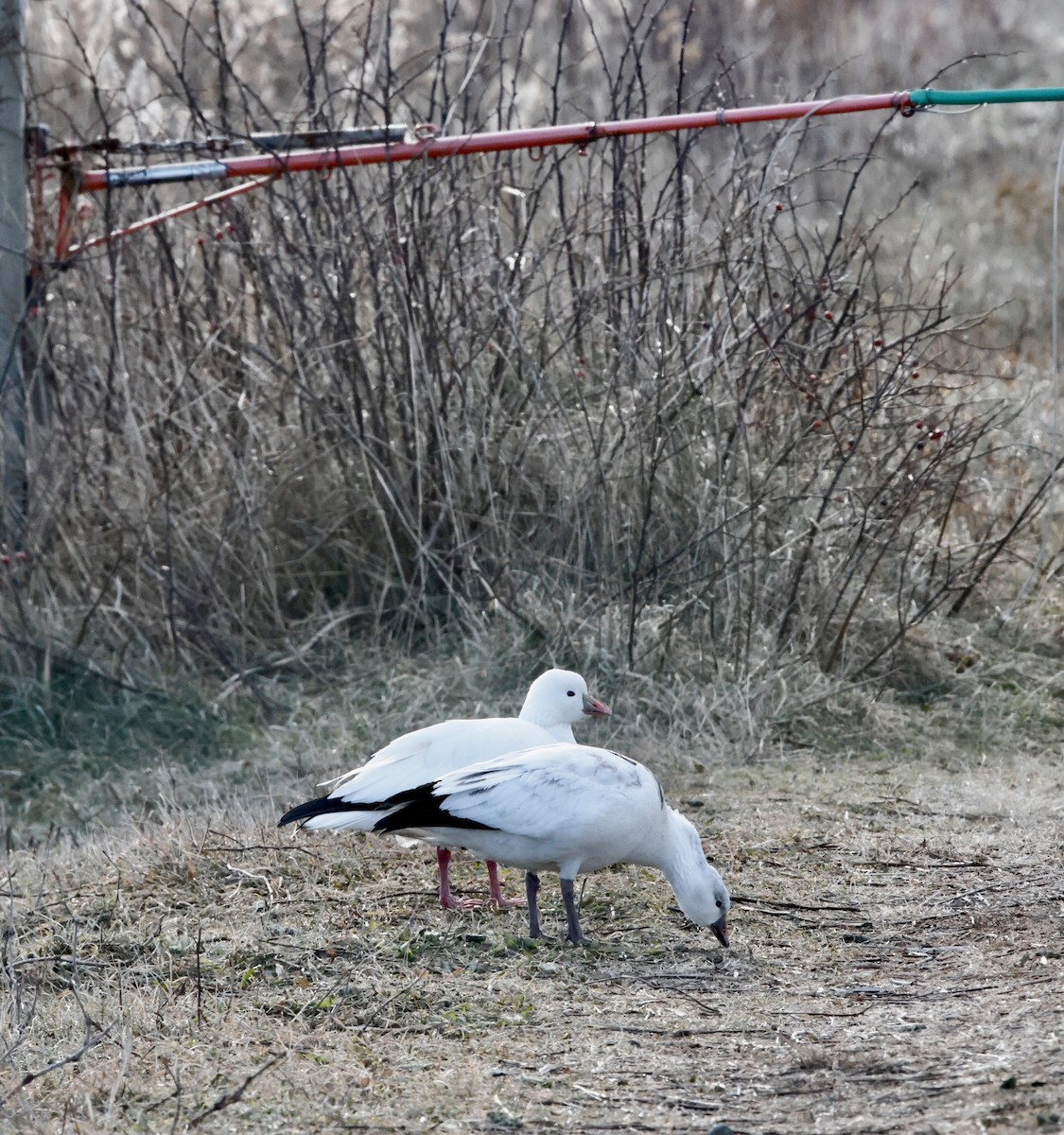 Ross's Goose - ML646594244