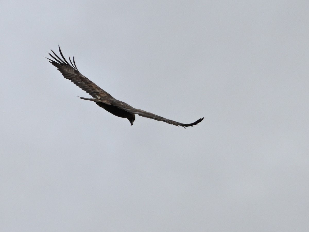 עיט זהוב - ML646594245