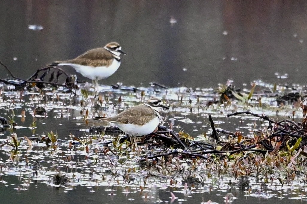 kulík rezavoocasý - ML646594246