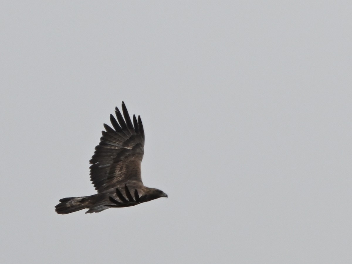 עיט זהוב - ML646594247