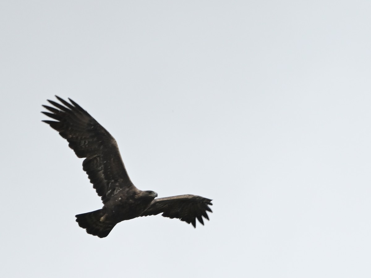 עיט זהוב - ML646594248