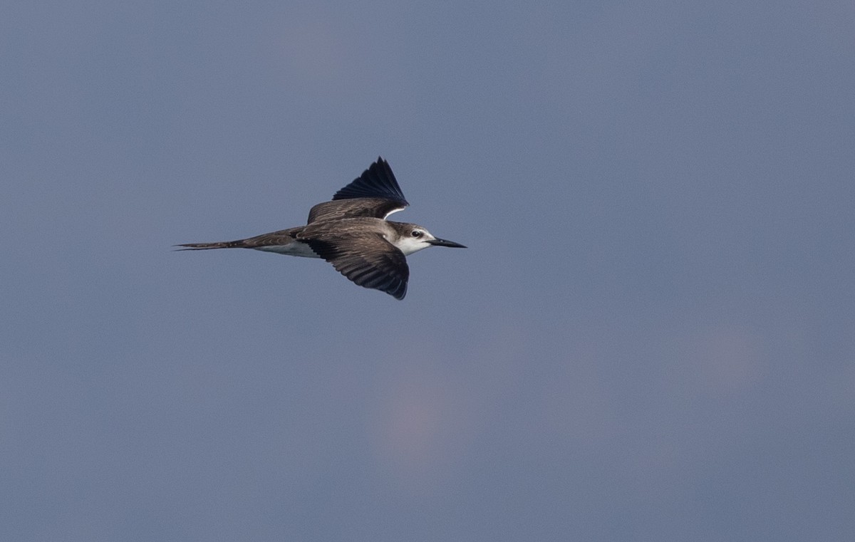 tøyleterne - ML646594249