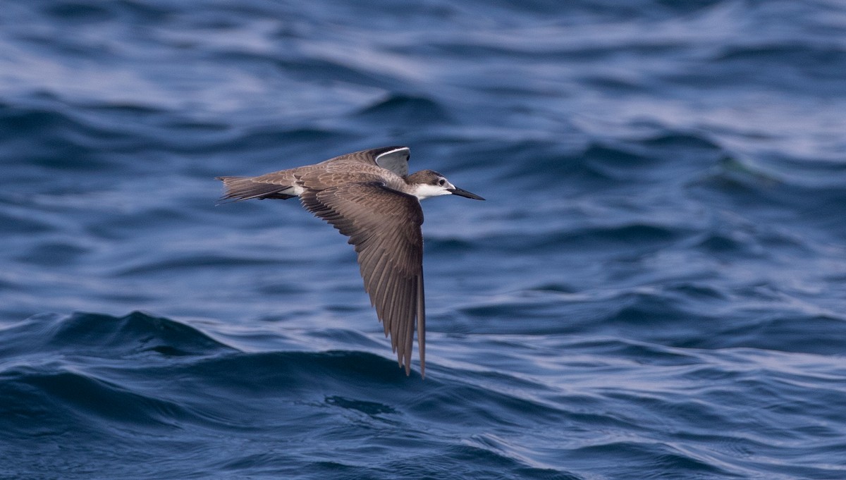 tøyleterne - ML646594250