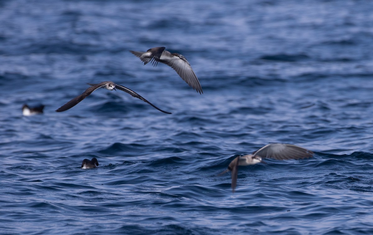 tøyleterne - ML646594251