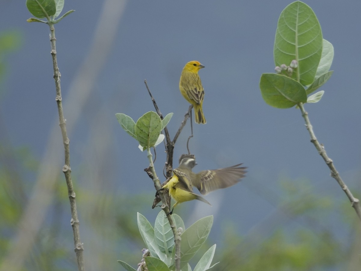 Посвірж золотоголовий - ML646594254