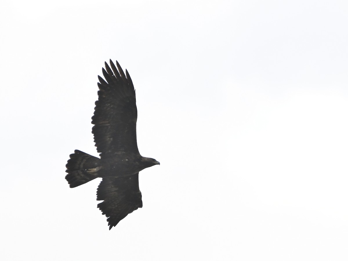 עיט זהוב - ML646594255