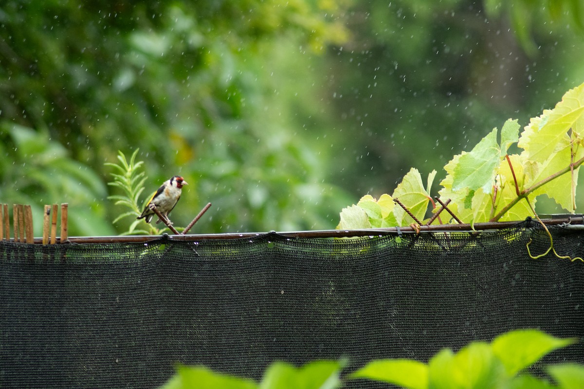 European Goldfinch - ML646594257