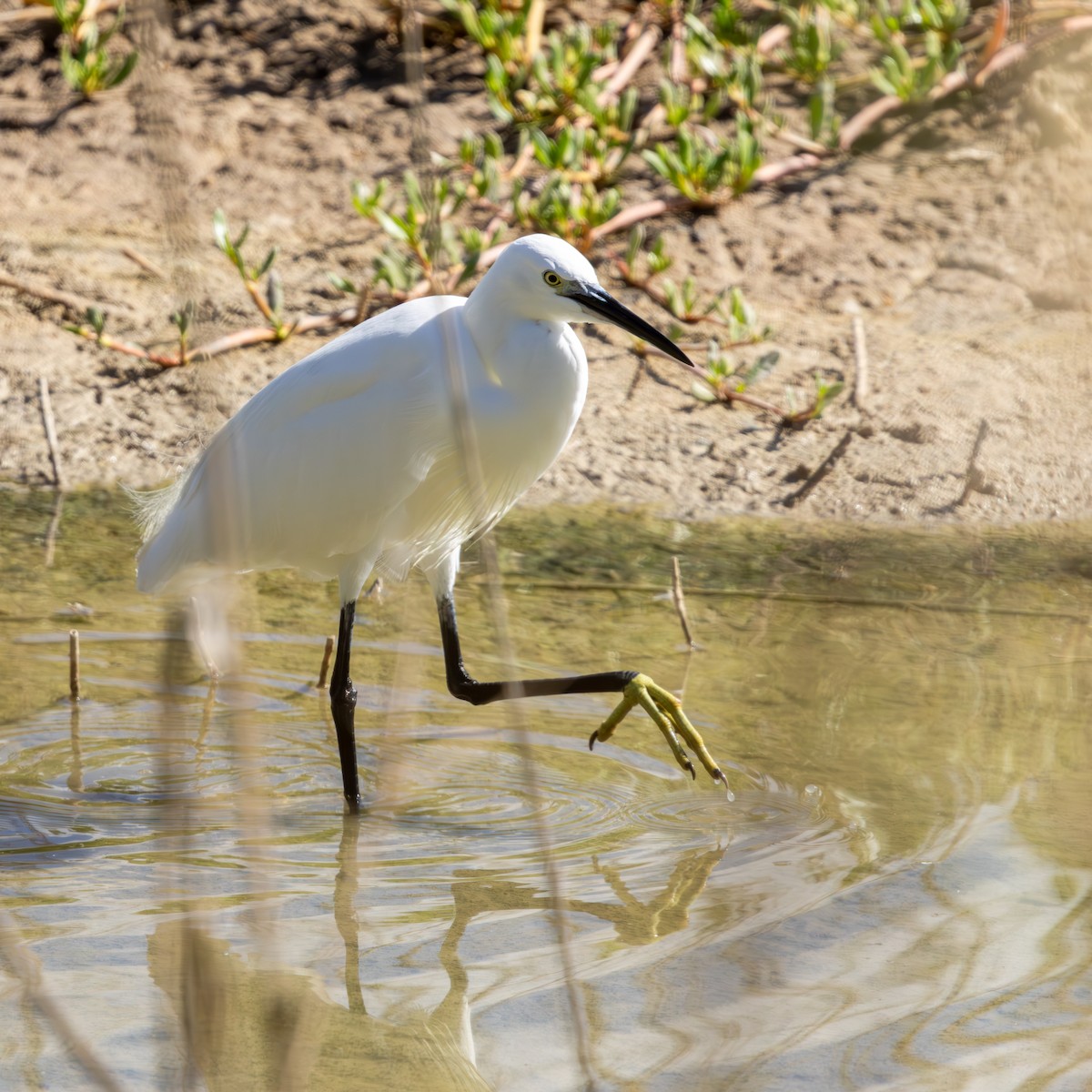 Little Egret - ML646594258