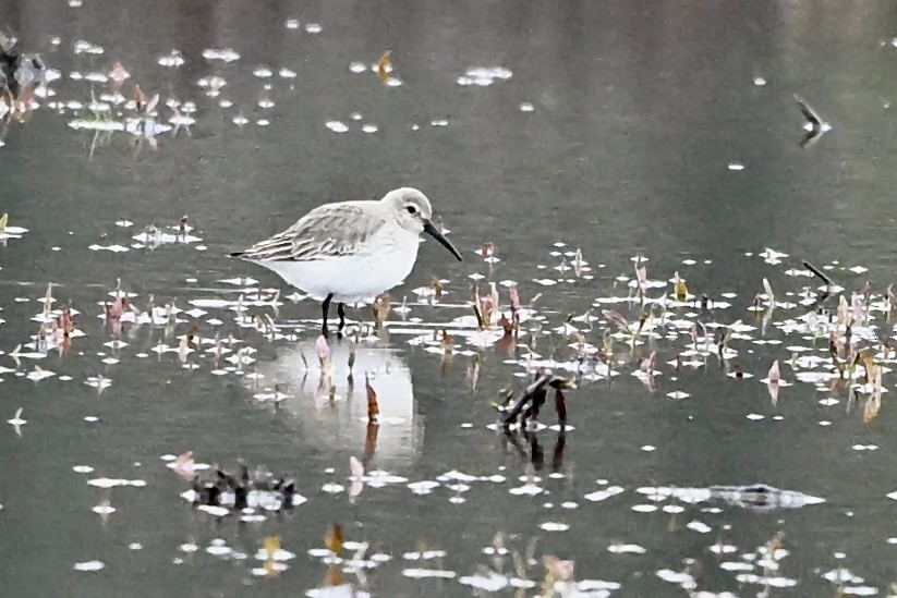 jespák obecný - ML646594259