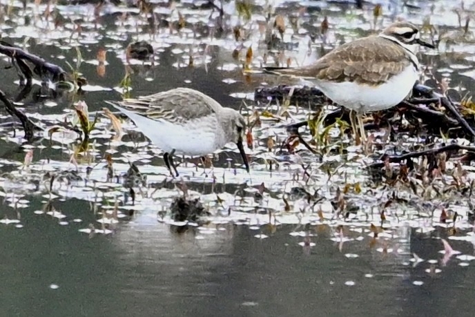 jespák obecný - ML646594260