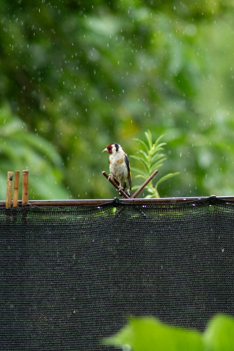 European Goldfinch - ML646594261