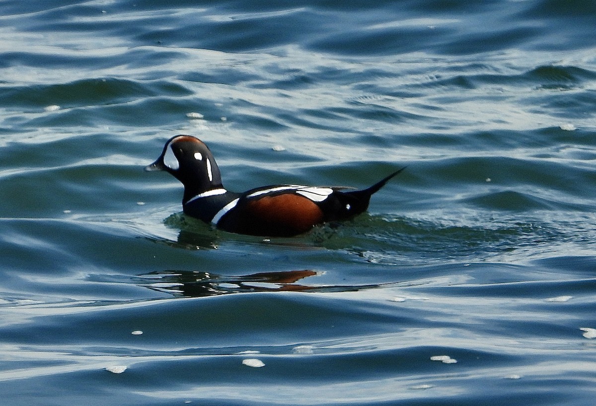 Palyaço Ördeği - ML646594267