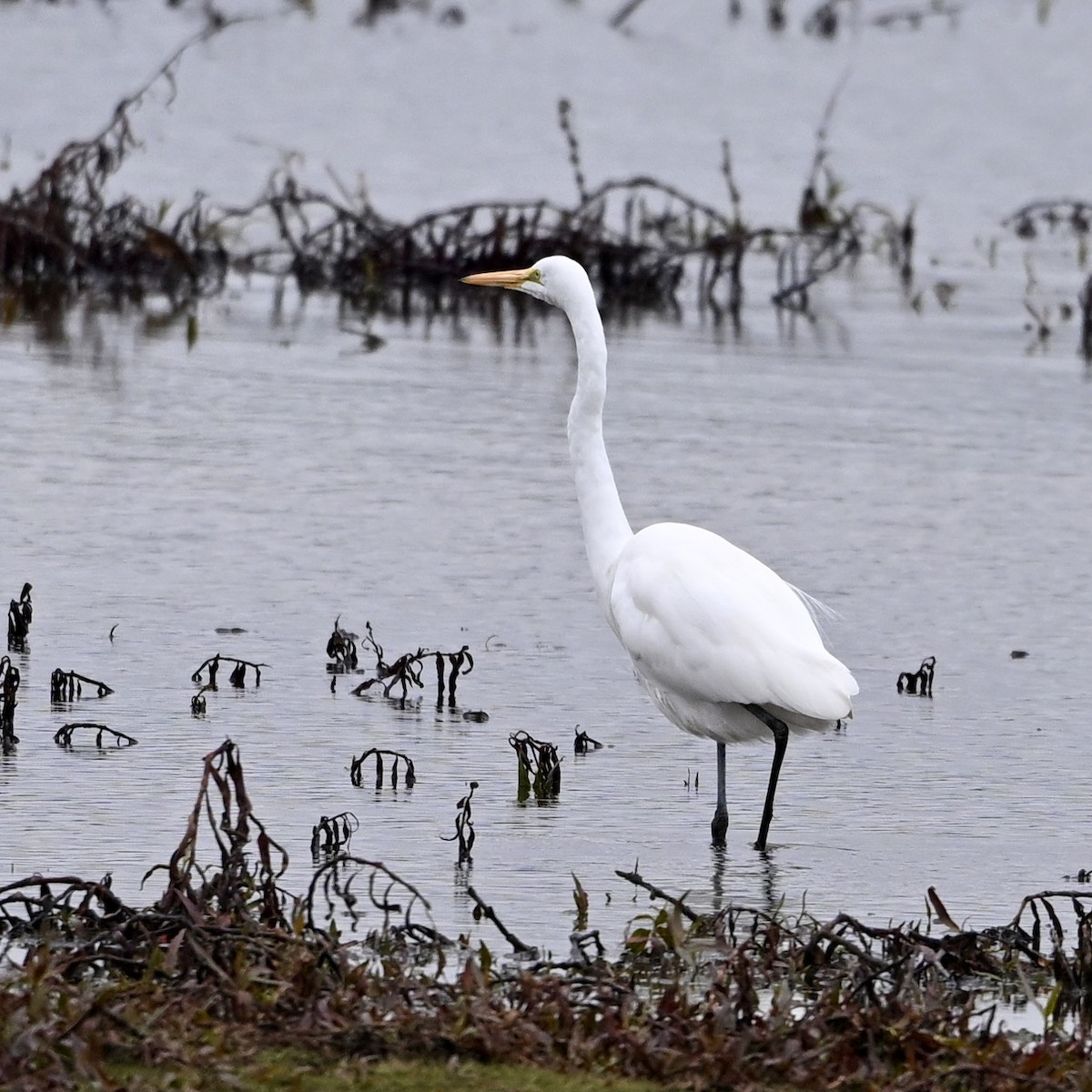 volavka bílá - ML646594268