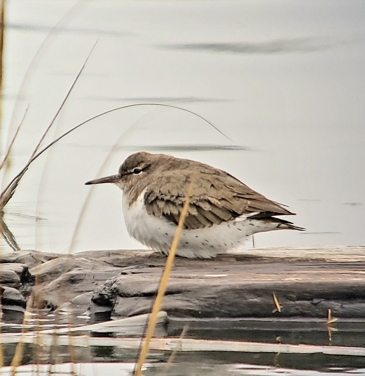 Spotted Sandpiper - ML646594269