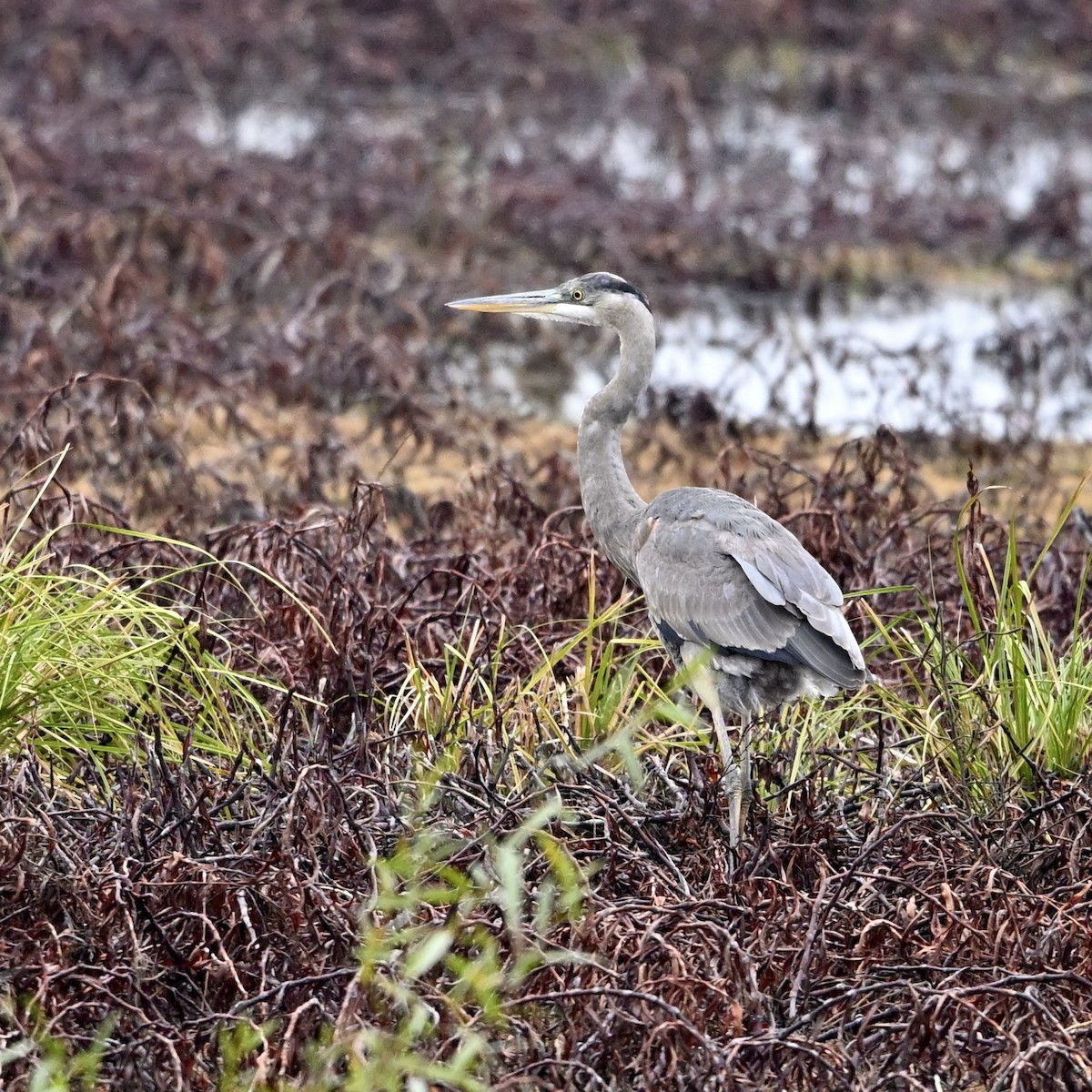 volavka velká - ML646594270