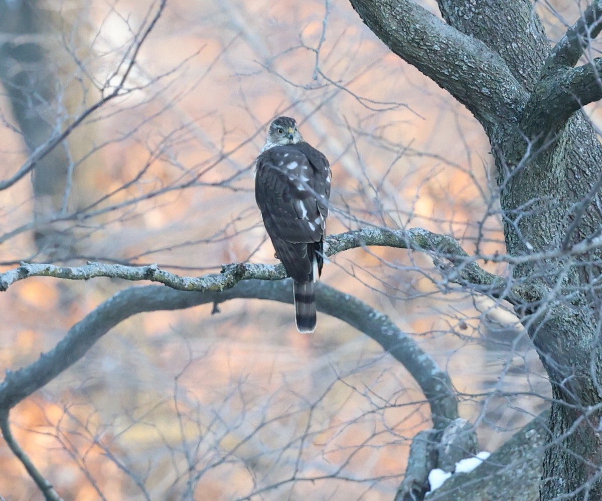 Sharp-shinned Hawk - ML646594272