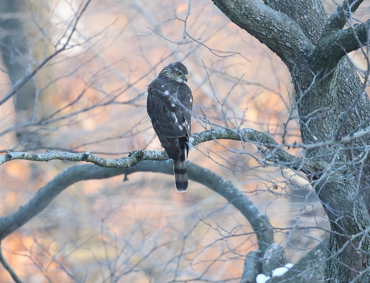 Sharp-shinned Hawk - ML646594273