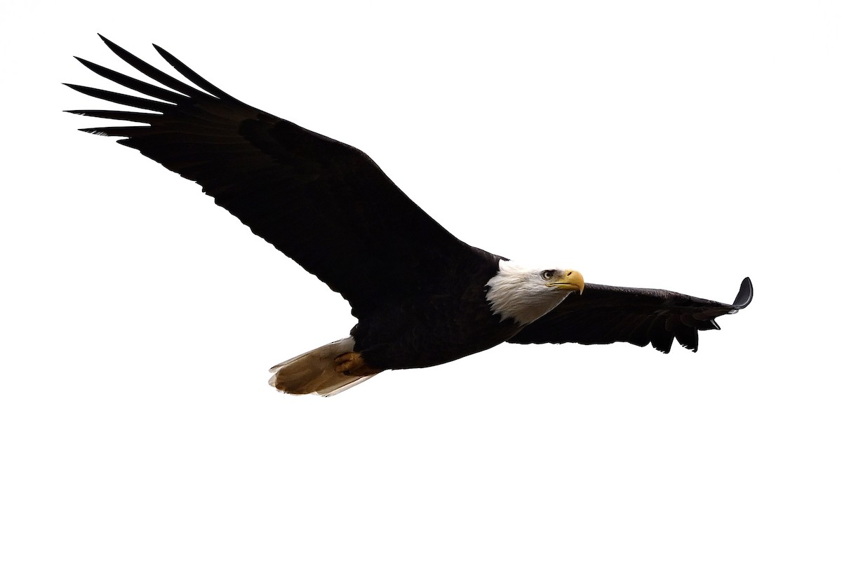 Pygargue à tête blanche - ML646594274