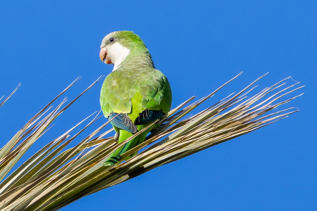 Papagai bulargrisa - ML646594276