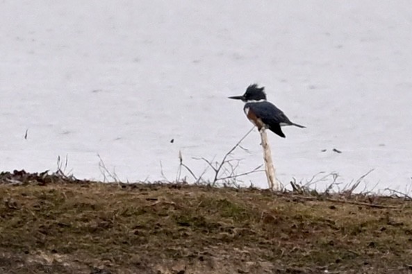 rybařík pruhoprsý - ML646594277