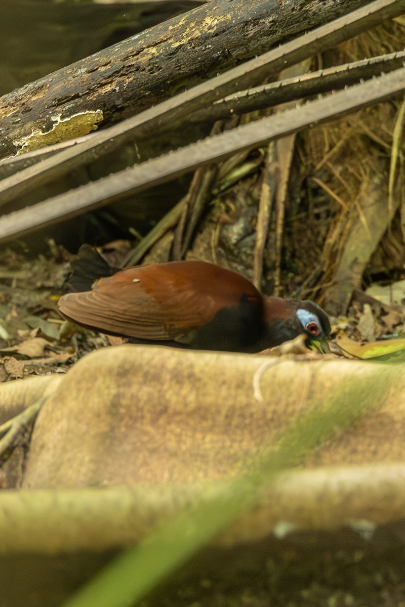 Blue-faced Rail - ML646594278