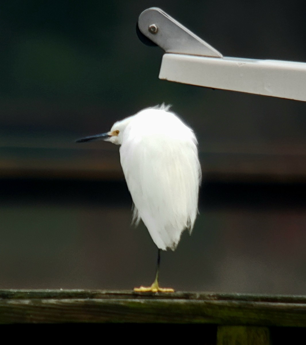 Snowy Egret - ML646594279