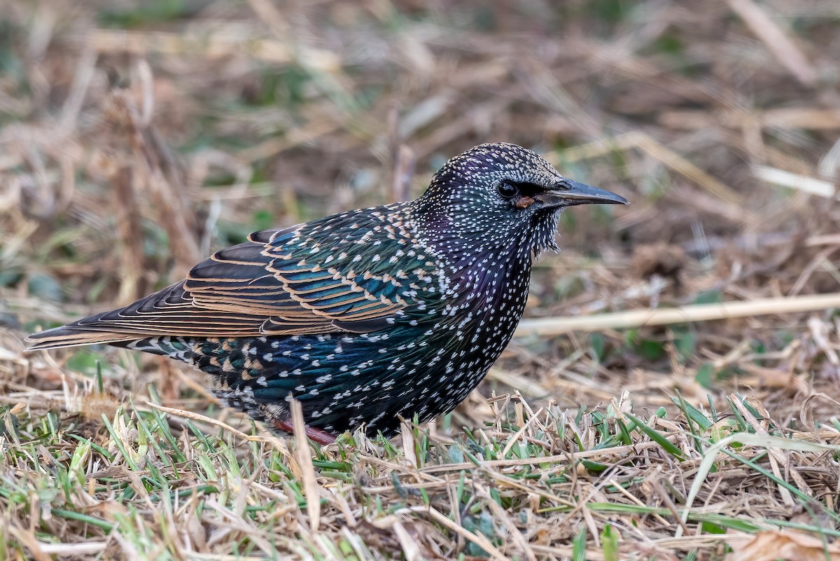 European Starling - ML646594280