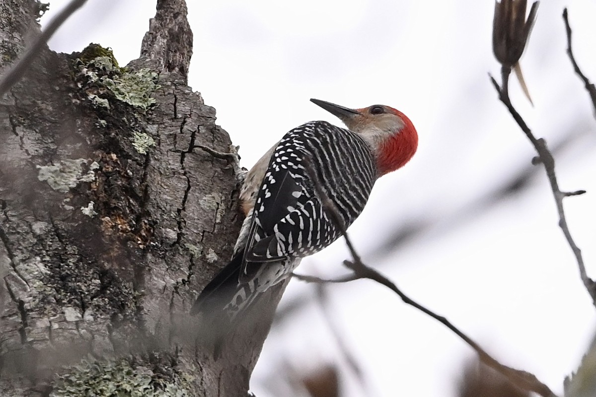 datel karolínský - ML646594282