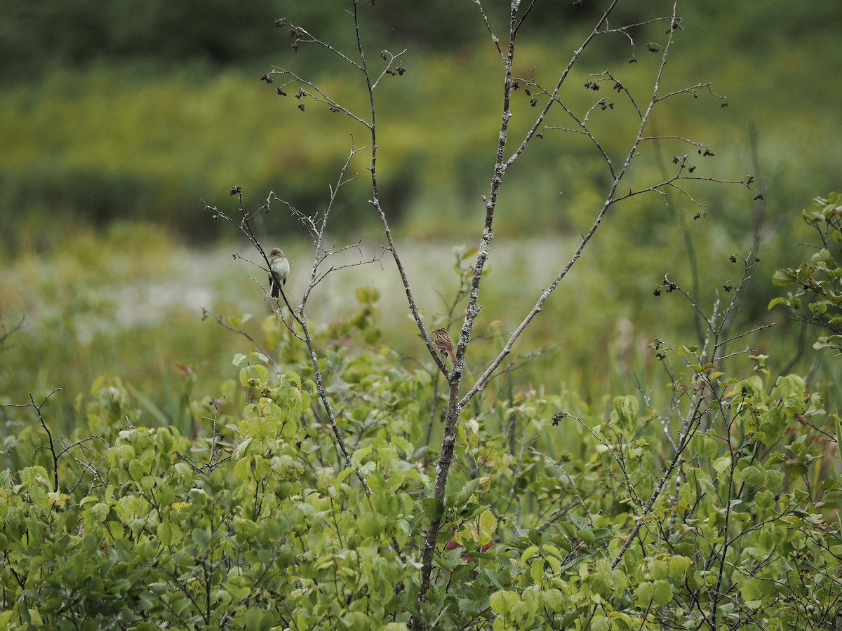 Erlenschnäppertyrann - ML646594284