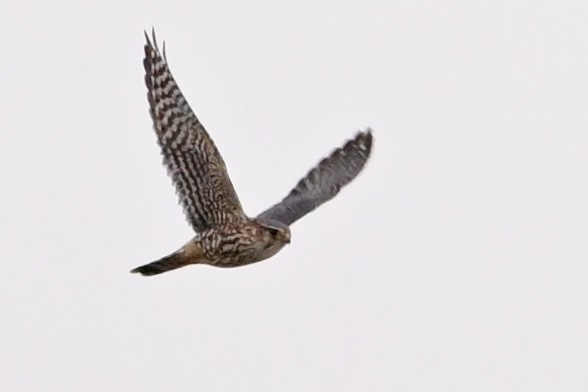 dřemlík tundrový - ML646594287