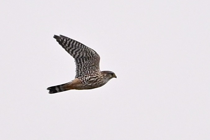 dřemlík tundrový - ML646594288