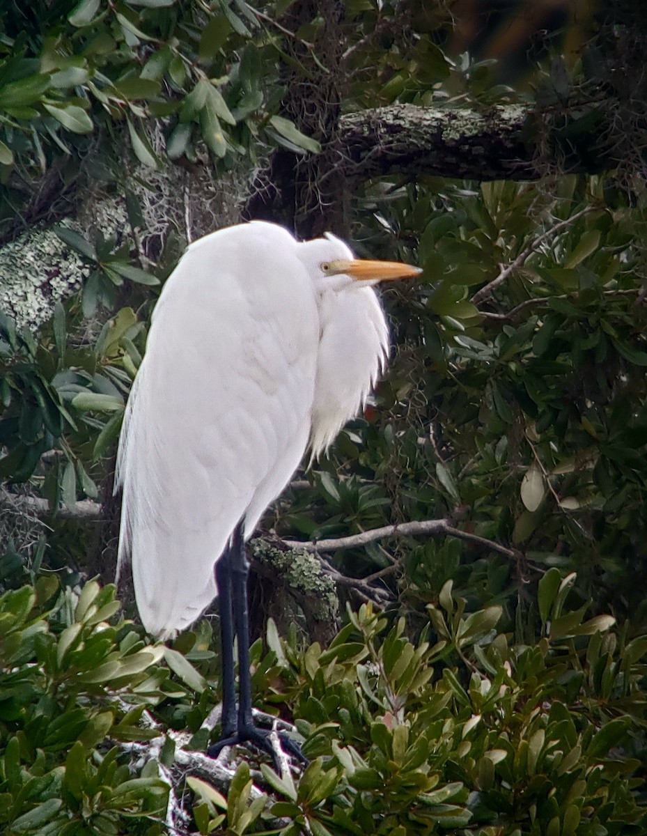 Great Egret - ML646594290