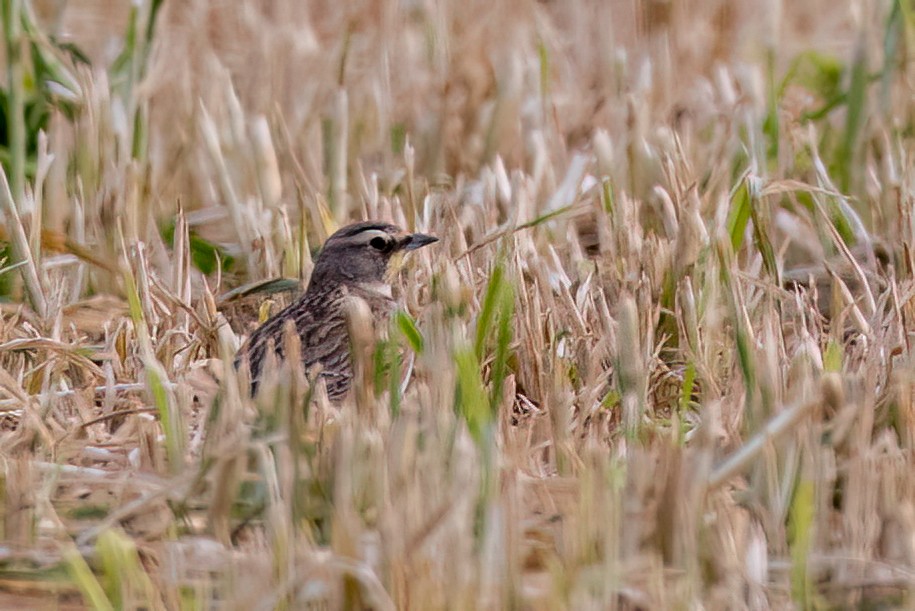 Рогатый жаворонок - ML646594293