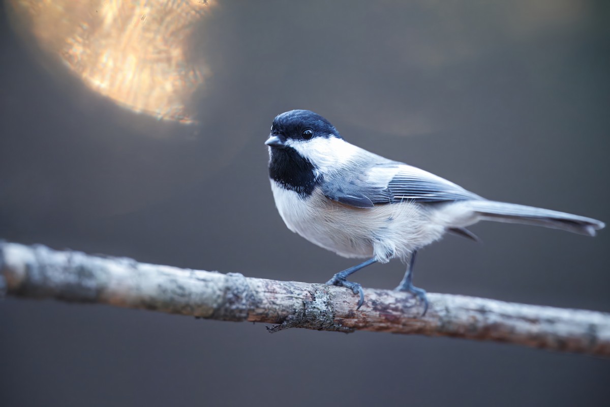 Black-capped Chickadee - ML646594294