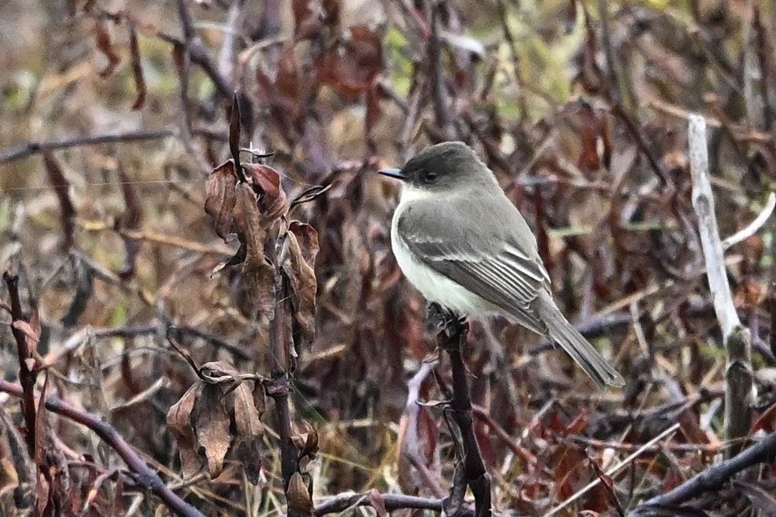 tyranovec domácí - ML646594295