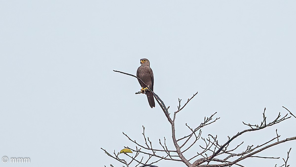 Gray Kestrel - ML646594296