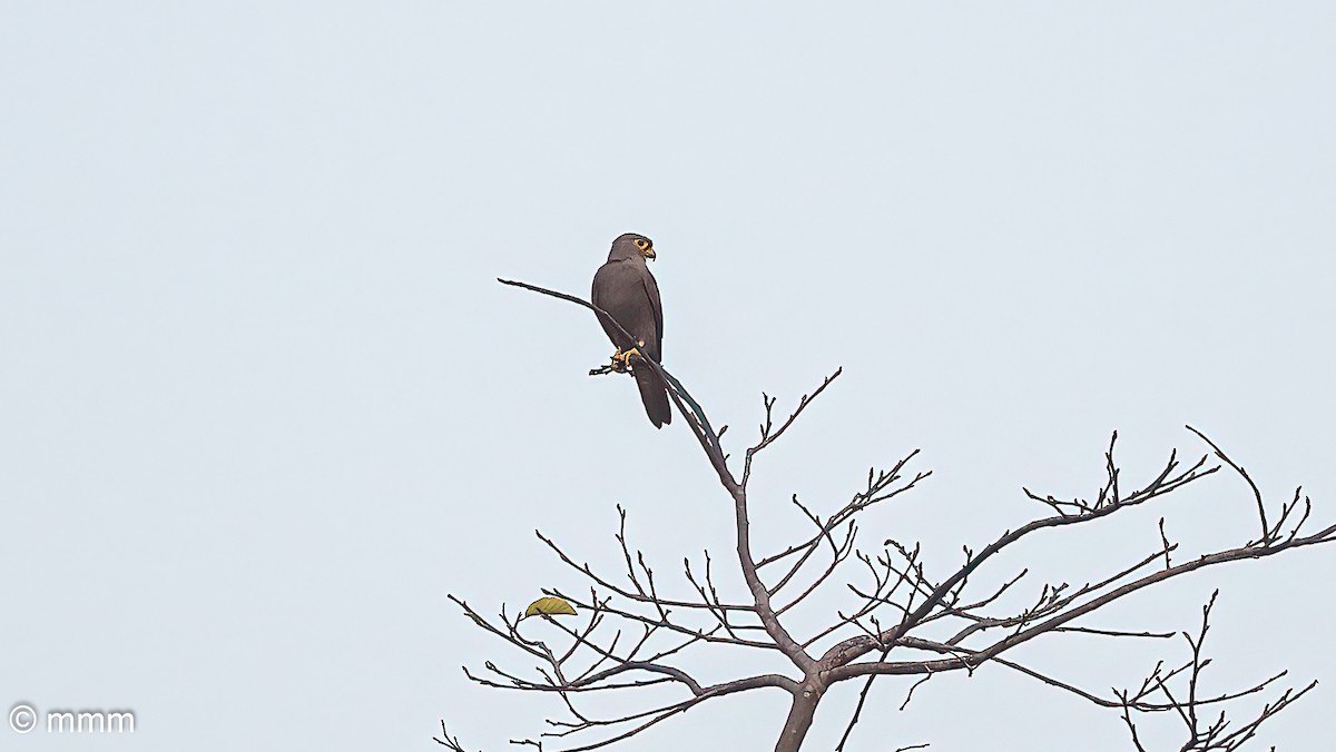 Gray Kestrel - ML646594297
