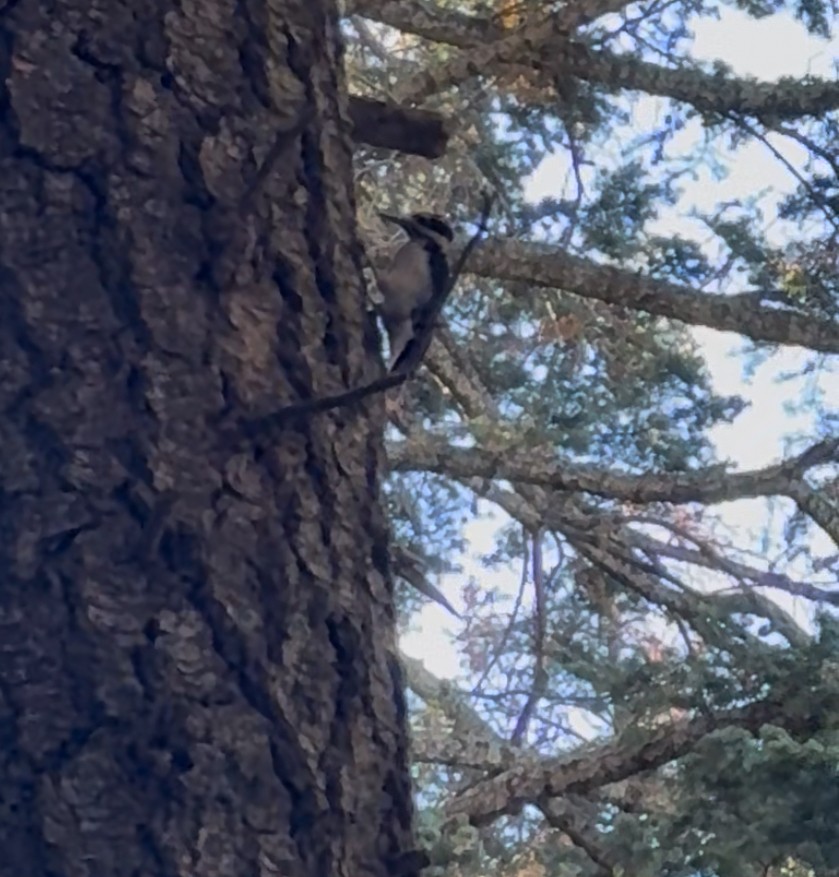 strakapoud americký - ML646594299