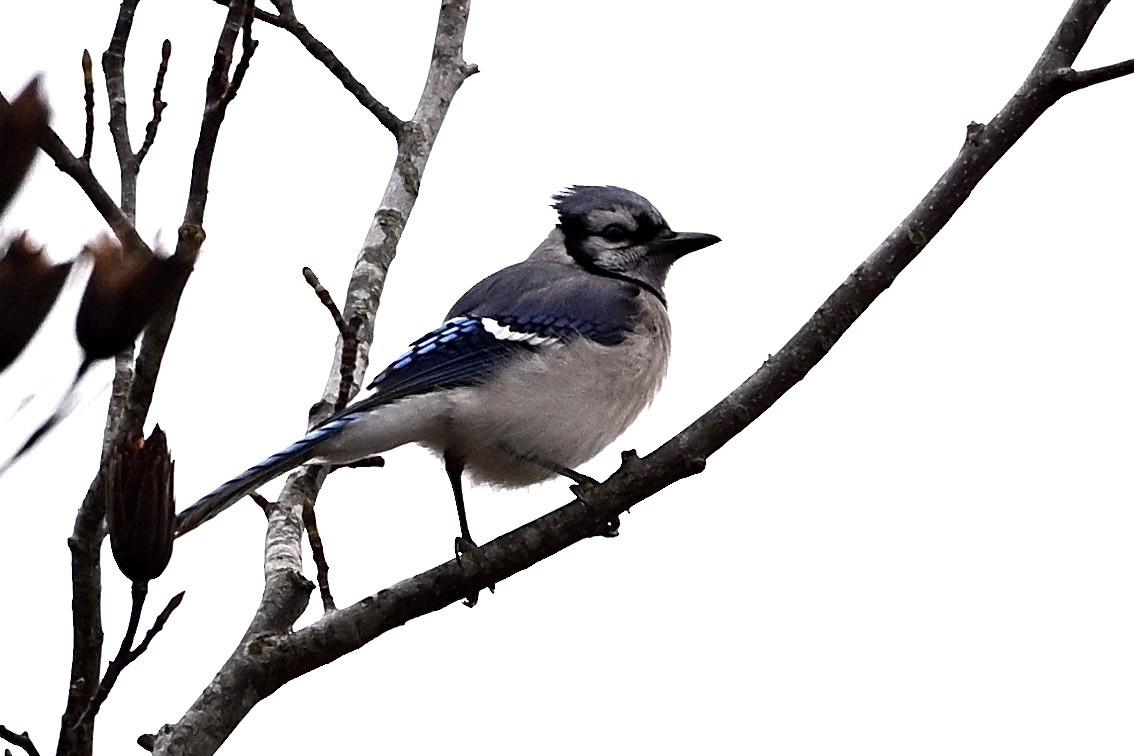 sojka chocholatá - ML646594300